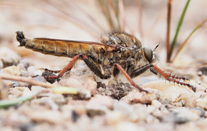 Goldraubfliege, diesmal ein Männchen. Leider wurde ihr Revier neulich durch einen Waldbrand erst mal vernichtet.