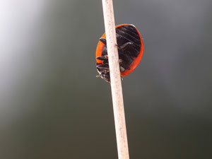 Marienkäfer von ober kann jeder.