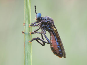 Habichtsfliegenweibchen