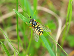 Wespenschwebfliege.