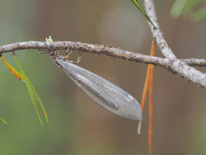 Als erwachsenes Tier wird aus dem Ameisenlöwen eine Ameisenjungfer.