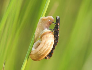 Glühwürmchenlarve überfällt eine Schnecke. Glücklicherweise mal am Tag.
