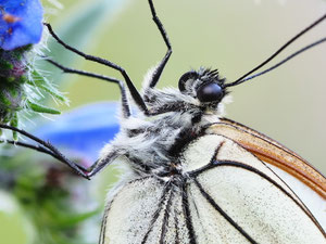 Portrait eines Baumweisslings