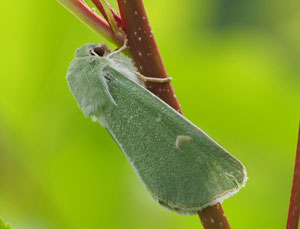 Grüneule - nicht wirklich phantasievoll.