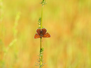 Nur weils so schön ist.