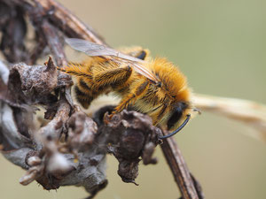 Wildbienen leben oft als Einzeltiere und ruhen an Zweigen oder Grashalmen.