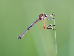 Gemeine Schlankfliege, hier ein Männchen. Die Fliegen sind klein und zierlich, auf den ersten Blick leicht zu übersehen.