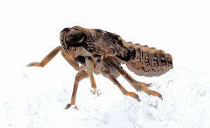 Zikadenlarve