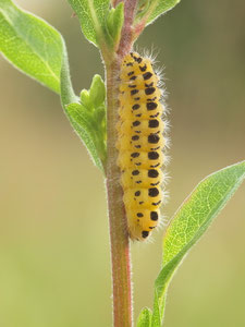 Raupe eines Widderchens.