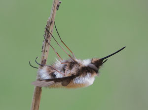 Grosser Wollschweber