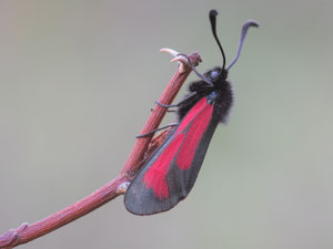 Thymianwidderchen