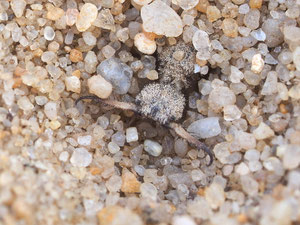 Dieser freundliche Zeitgenosse ist ein Ameisenlöwe. Er sitzt am Grund eines Sandtrichters, fällt eine Ameise hinein bewirft er sie solange mit Sand bis er sie greifen kann.