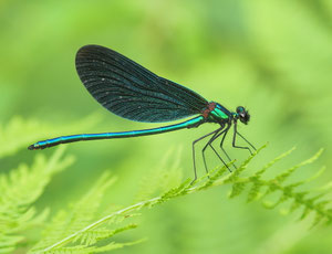 Eine blaue Prachtlibelle, ein Männchen.