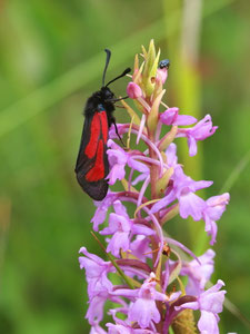 Thymianwidderchen an einer Orchidee