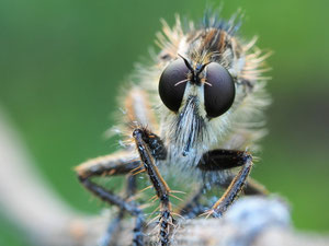 Porträt der Säbelraubfliege. Für andere Insekten ein schlechter Anblick.