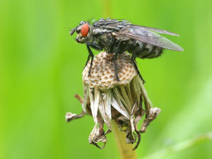 Fleischfliege.