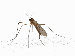Wintermücken sind allgegenwärtig.