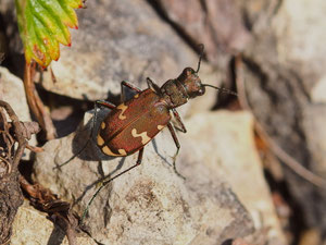 Bergsandlaufkäfer, aufgenommen in Sachsen.
