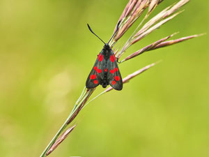 Hufeisenkleewidderchen