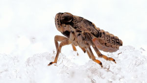 Sie wirkt wie ein Minimonster im Schnee.