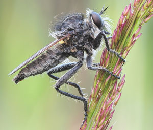 Säbelraubfliege, ein Männchen