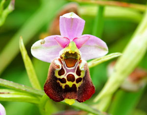 Offensichtlich gut gelaunte Hummelragwurz.