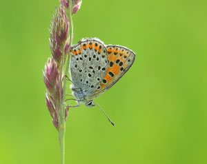 Kleine Feuerfalter sind oft bis in den späten Herbst unterwegs.