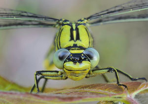 Portrait der Westliche Keiljungfer