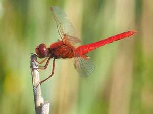 Feuerlibelle