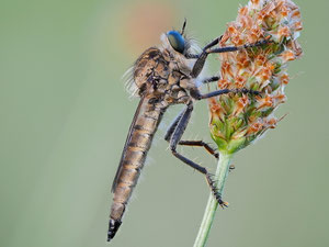 Schlichte Raubfliege