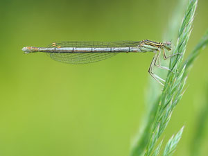 Eine frische Federlibelle.