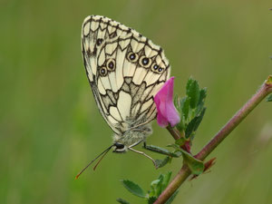 Schachbretter kennt sicher jeder der im Sommer eine Wiese besucht.