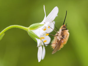 Wollschweber eröffnen die Makrosaison. Sie erscheinen Anfang April.