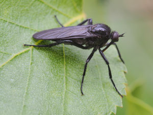 Die folgenden Fliegen gehören nicht zu den Raubfliegen: Die schwarze Tanzfliege sieht ähnlich aus und lebt ebenfalls räuberisch.