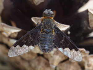 Ein schwarzer Wollschweber oder Trauerschweber