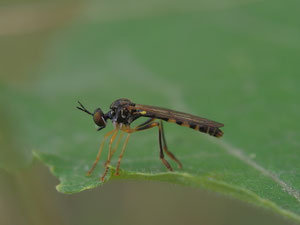 Die zierliche Habichtsfliege ist eine sehr kleine Art. Schwer zu finden da man sie aus der Entfernung mit einer kleinen Schwebfliege verwechselt.