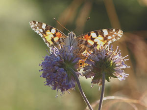 Distelfalter in der Morgensonne.