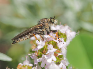 Alabasterfliege