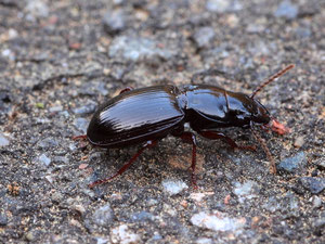 Laufkäfer (Harpalus), ein räuberisch lebender Käfer.
