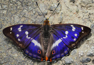 Besonders aufgeklappt und unter dem richtigen Lichteinfallswinkel.