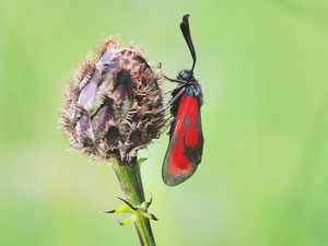 Beilfleckwidderchen