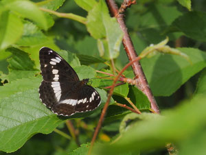 Kleiner Eisvogel
