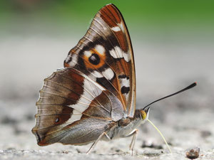 Grosser Schillerfalter. Diese Falter sind immer wieder eine Show.