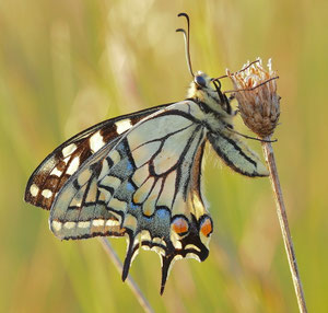 Schwalbenschwanz in der Abendstimmung