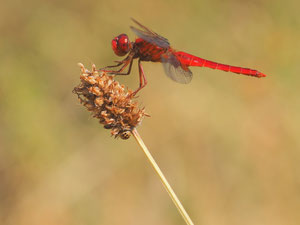 Feuerlibelle