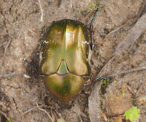 Kupferrosenkäfer