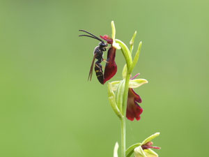 Eine Ragwurz mit Besuch. Die klebrigen Pollenpakete der Orchidee bleiben auf der Stirn des Insekts hängen und werden so von Pflanze zu Pflanze transportiert.