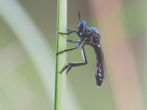 Das Männchen der schwarzen Habichtsfliege