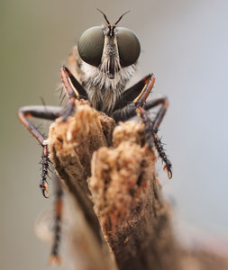 Portät der gemeinen Raubfliege