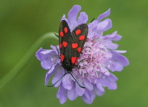 Hufeisenkleewidderchen. Die Herzchen auf den Flügeln sind echt....